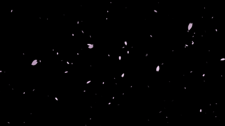 Falling cherry blossom | Sakura [Free video effects]